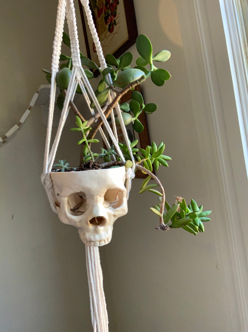 Hanging macrame skull planter with succulent arrangement - .br Hanging macrame skull planter with succulent arrangement - .br