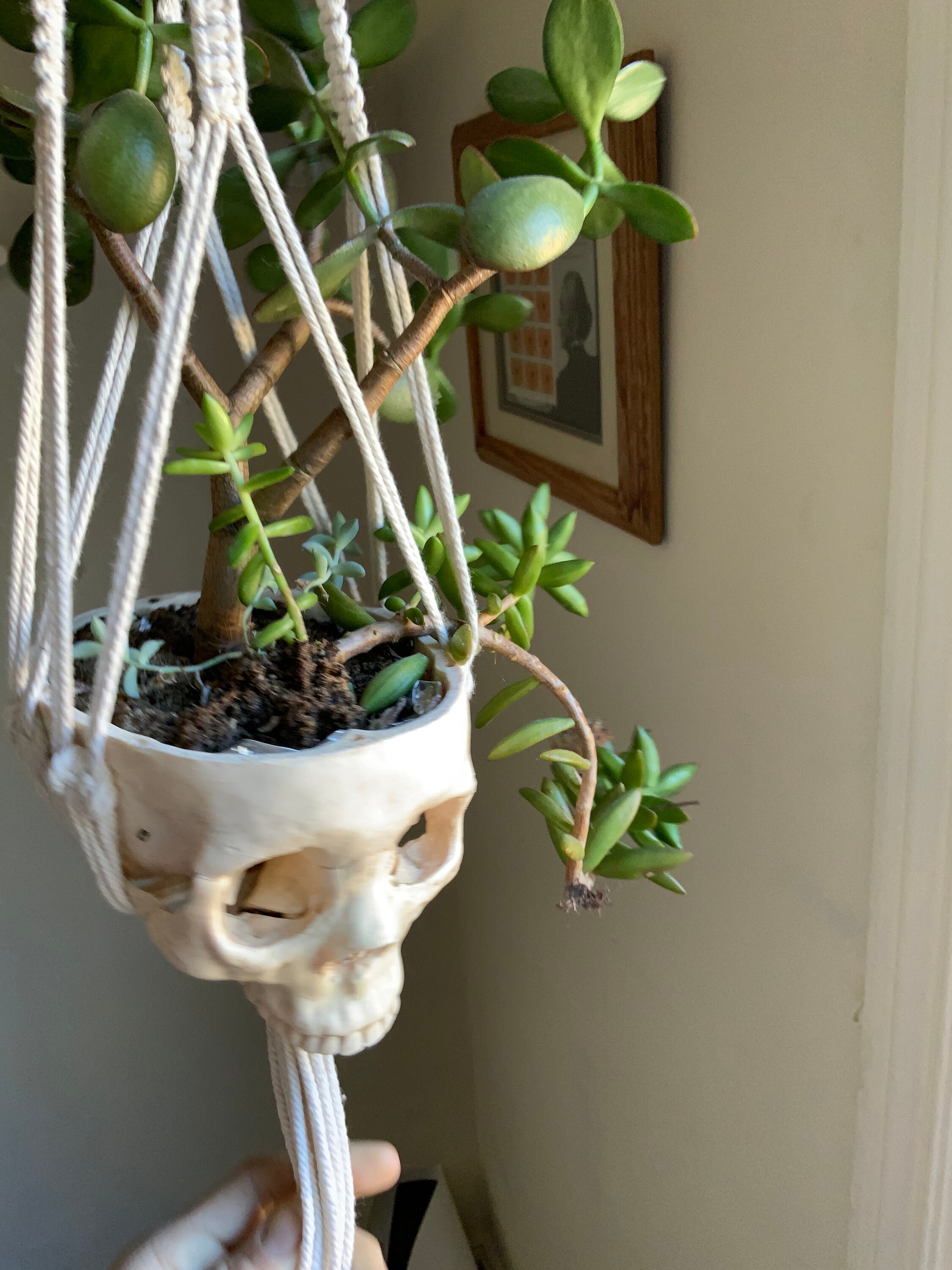 Hanging macrame skull planter with succulent arrangement - .br Hanging macrame skull planter with succulent arrangement - .br