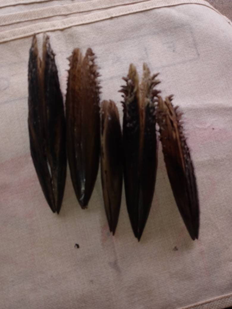 Pen shells. Complete pen shells intact. Etsy