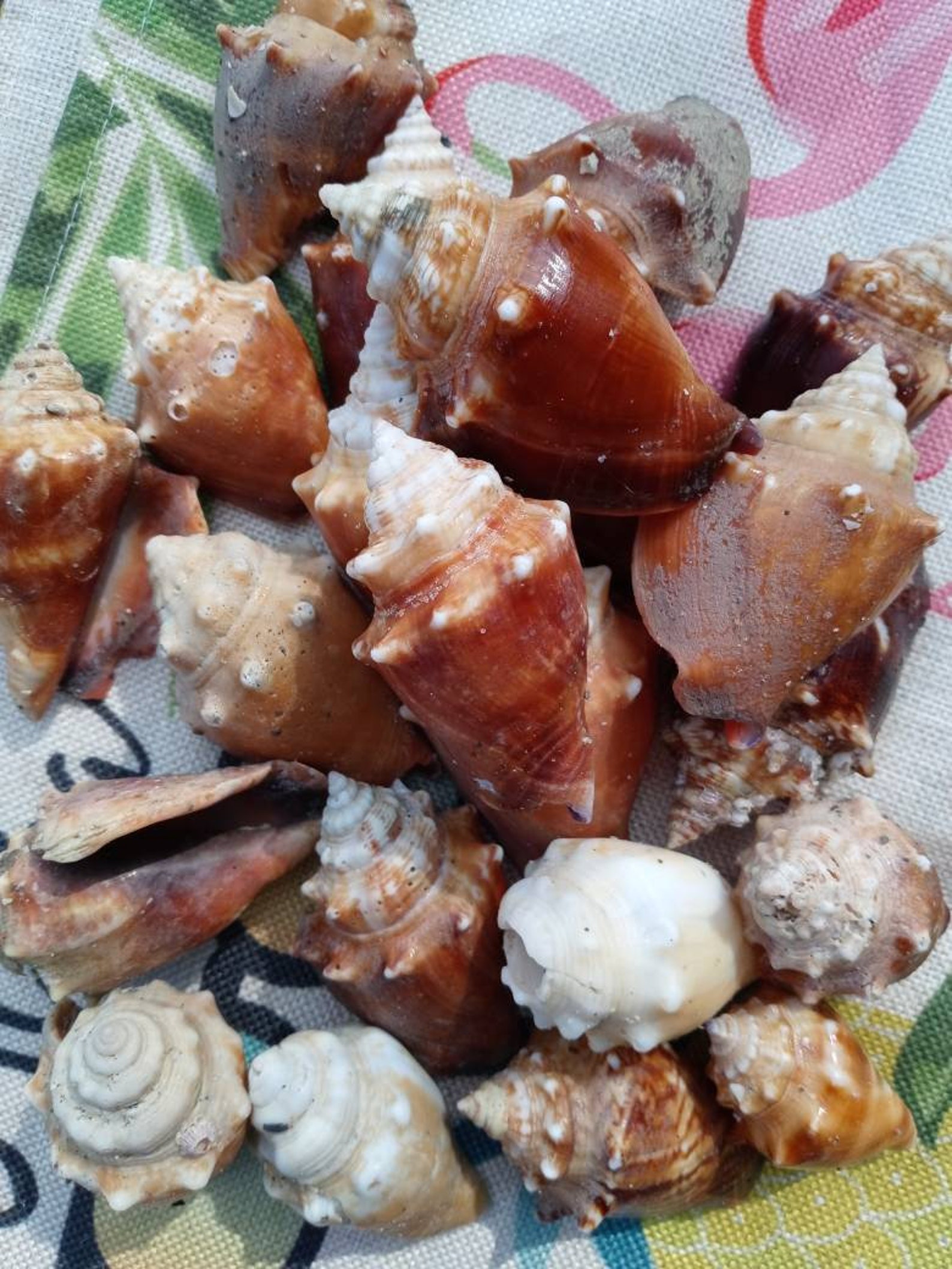 Florida Fighting Conchs. Decor shells Etsy