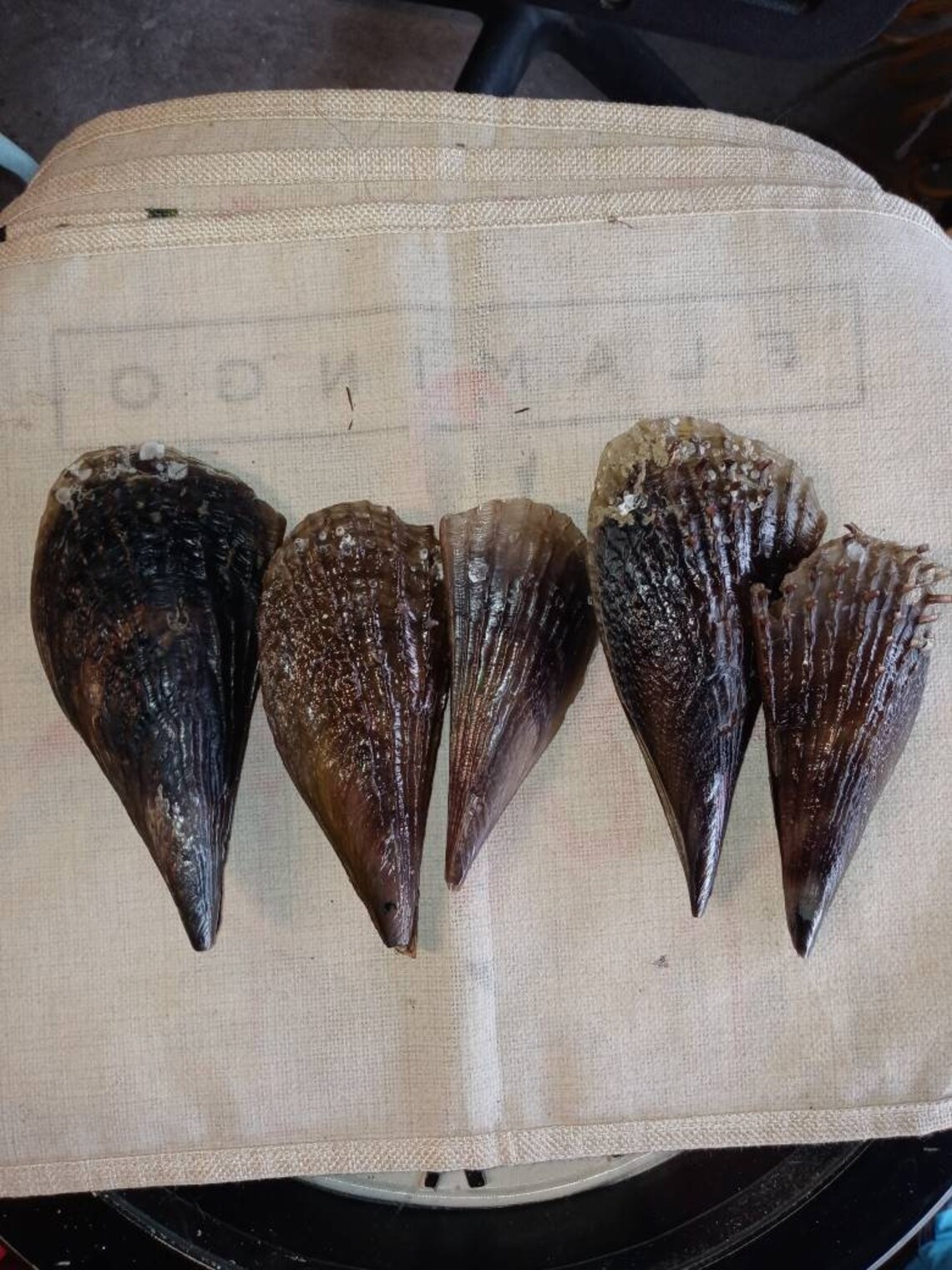 Pen shells. Complete pen shells intact. Etsy