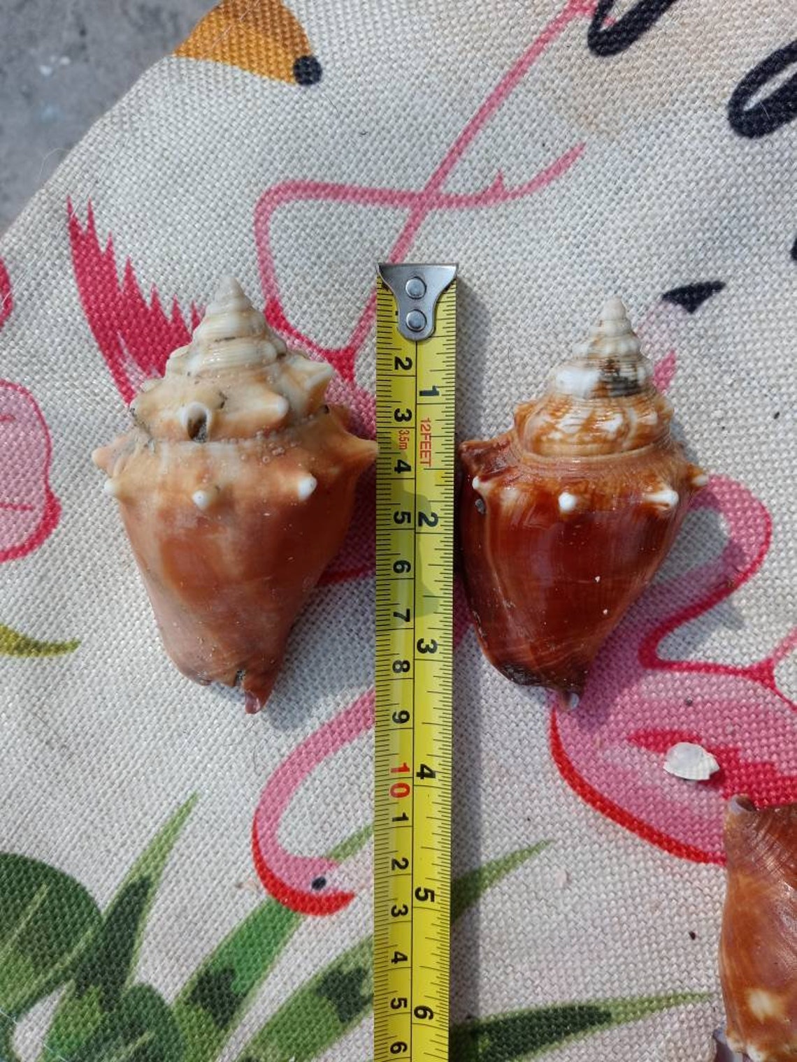 Florida Fighting Conchs. Decor shells Etsy