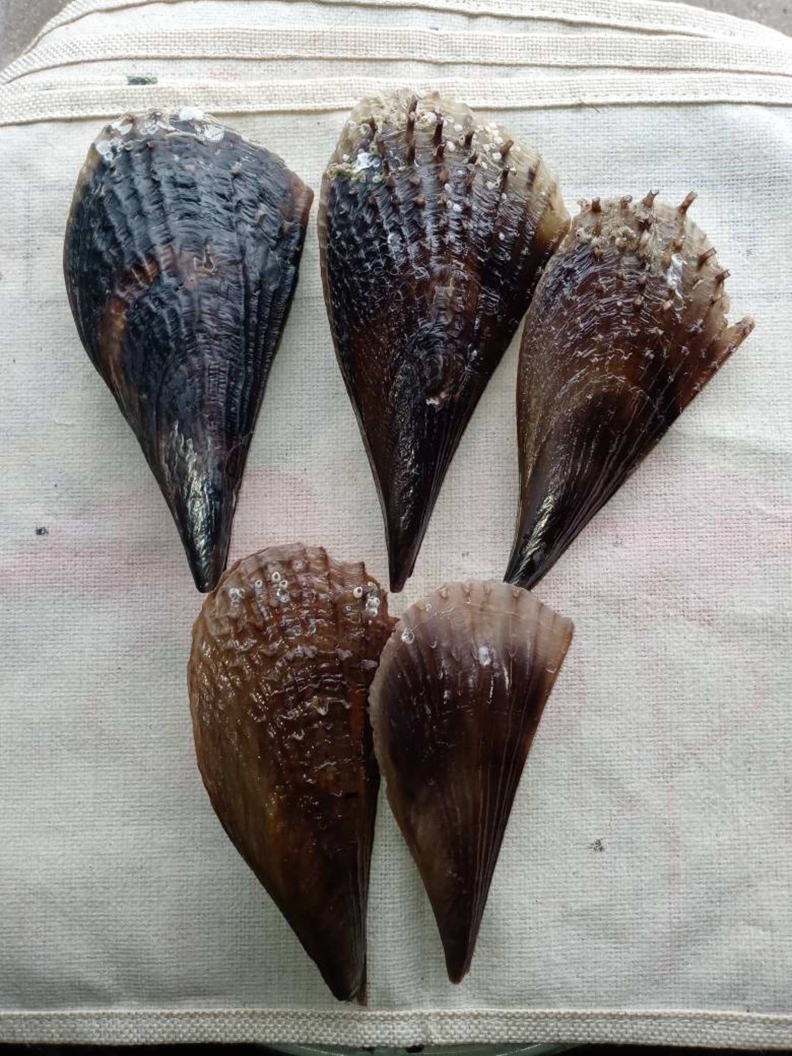 Pen shells. Complete pen shells intact. Etsy