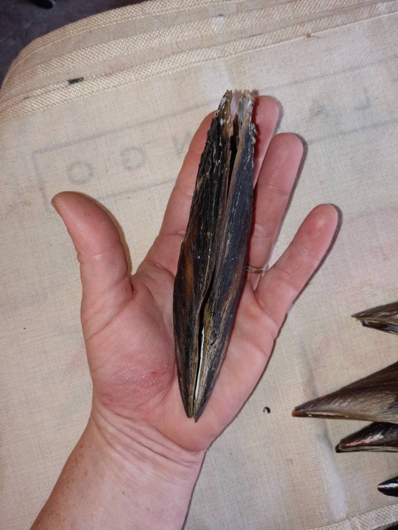 Pen shells. Complete pen shells intact. Etsy