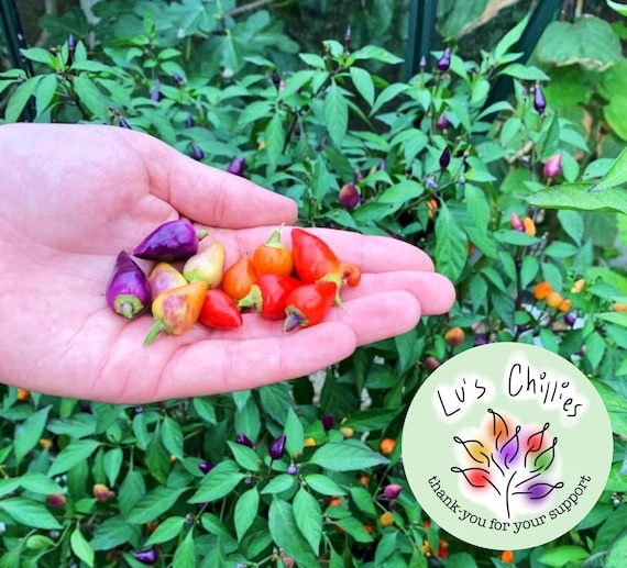Bolivian rainbow pepper deals