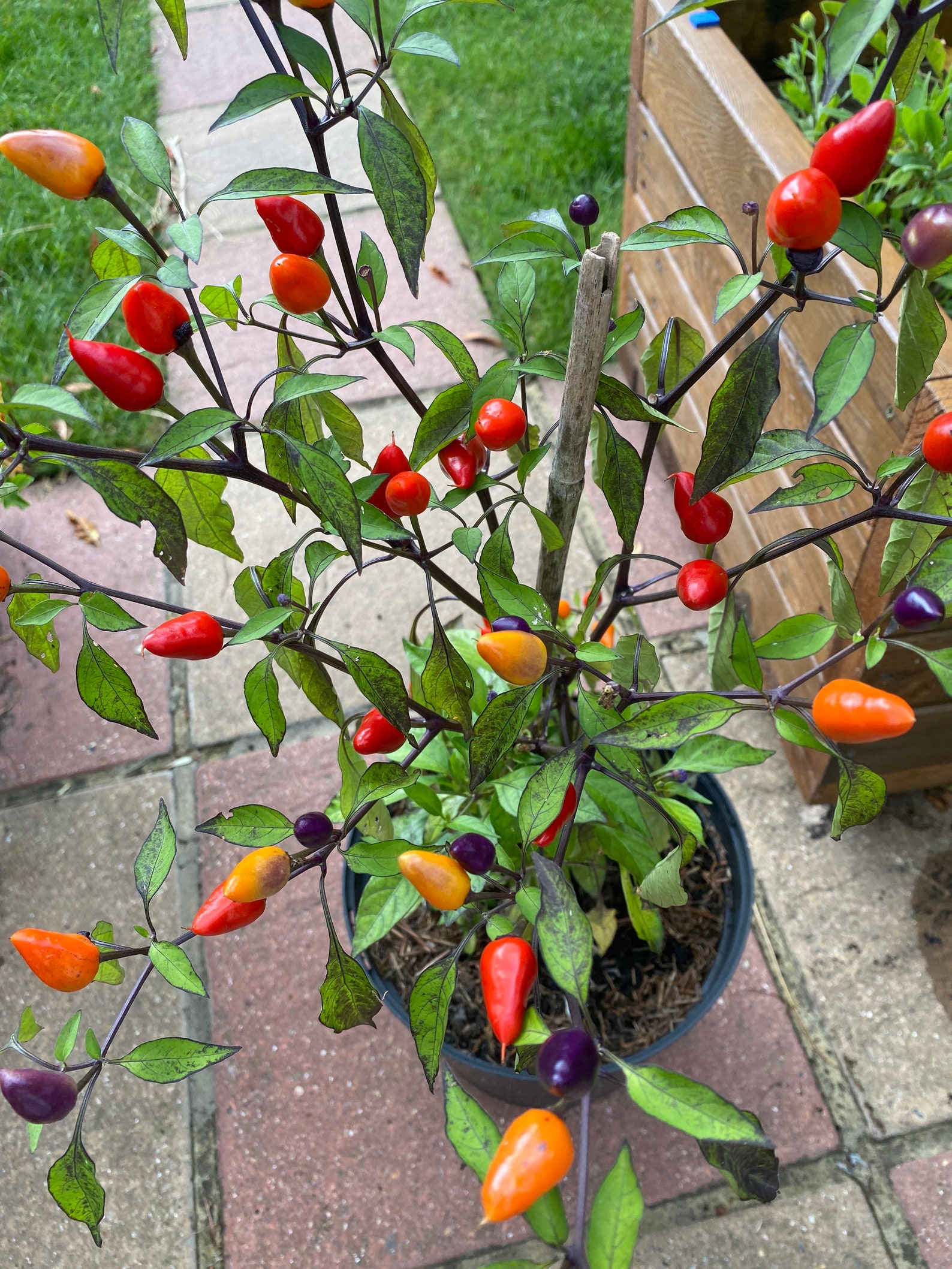 Bolivian Rainbow Chilli Seeds Etsy Australia