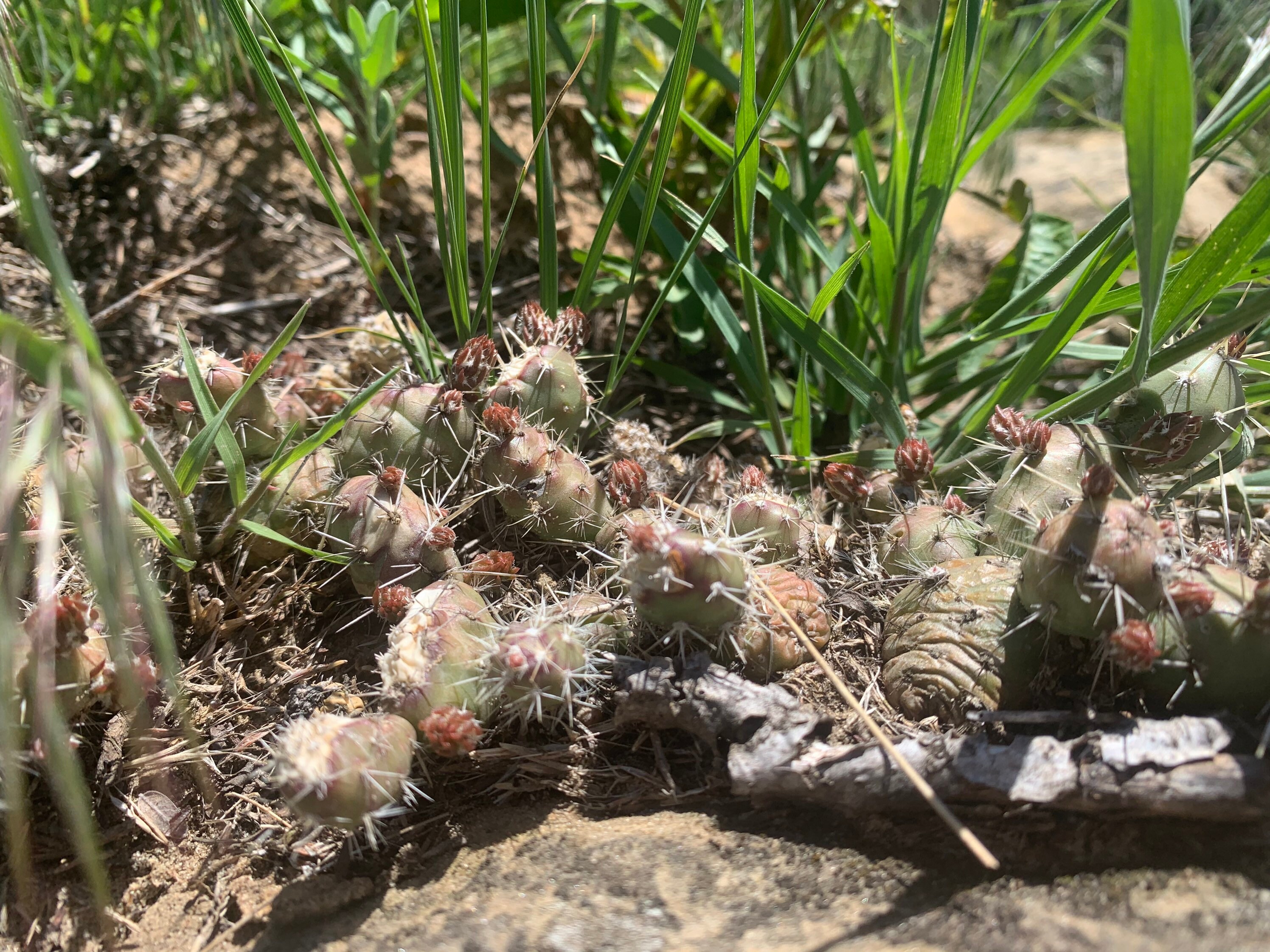 Spiny Cats Paw Cactus Opuntia Fragilis Etsy
