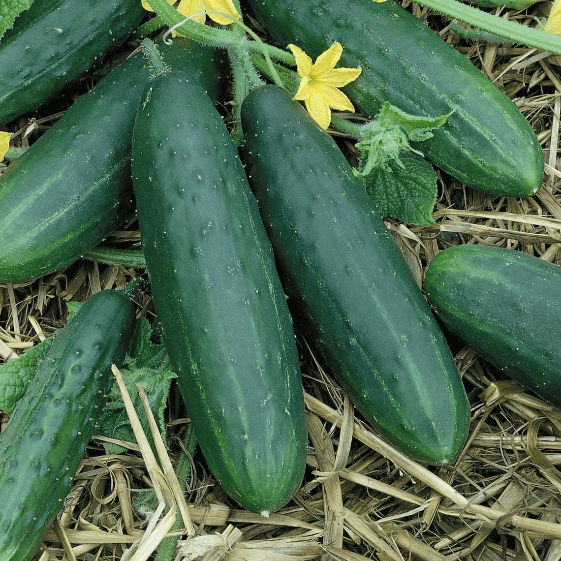 Cucumber 'marketmore' Seeds ORGANIC From UK Seeds Etsy UK