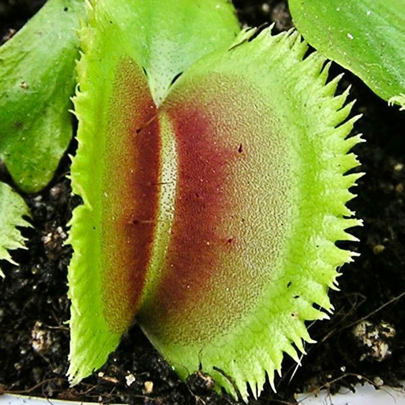  Venus Flytrap Sawtooth  Russian Etsy