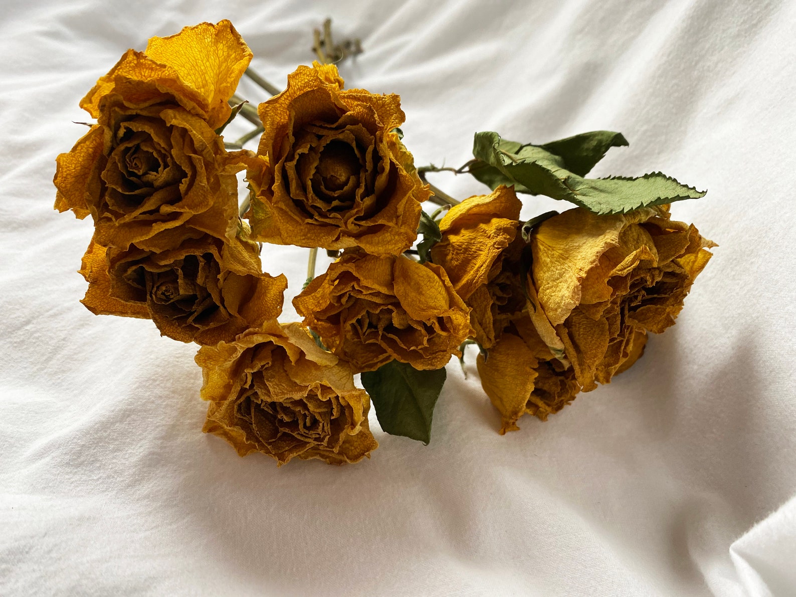 Hand Dried Golden Yellow Roses 8 Roses Etsy