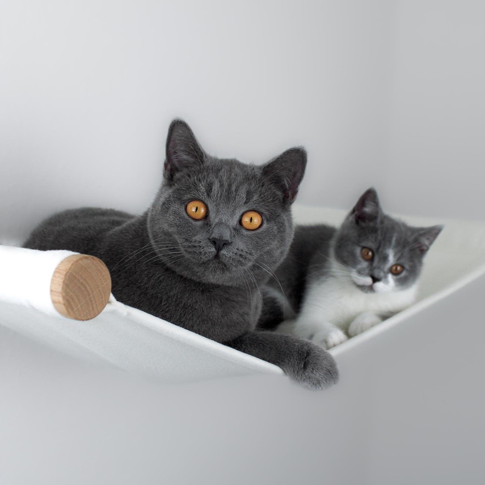 hamac Pour Chat, hamac