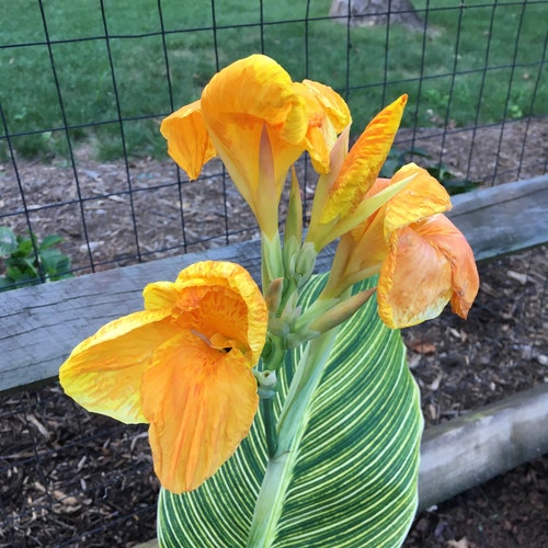 Canna Lily Tropicanna Gold, ONE-Rhizome