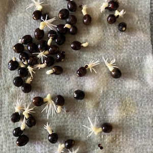 Assorted 2025 Coral, Rose, Pink, Red Shades, Yellow, Moonshine: Canna Lily Seeds-50 Seeds Per Pack.