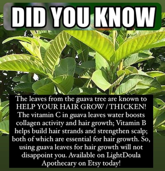Hand Harvested Guava Leaves Hair Tonic