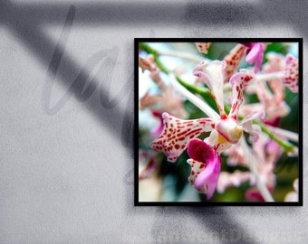 Vanda Tricolor, Arquivo Digital para Decoração Floral de Parede