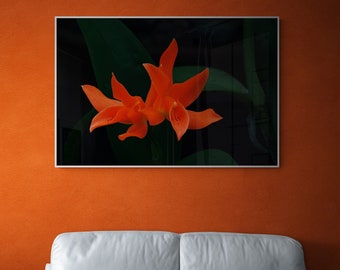 Guarianthe Aurantiaca, Flower Photography, Digital File for Wall Decor