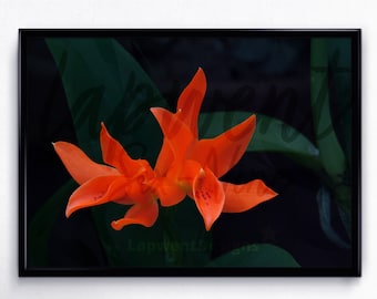 Guarianthe Aurantiaca, Digital File for Floral Wall Decor