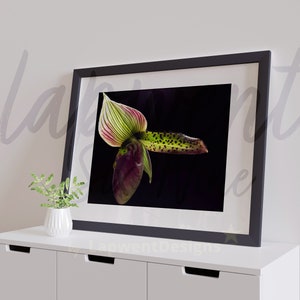 Paphiopedilum Callosum, digitaal bestand voor bloemenwanddecoratie