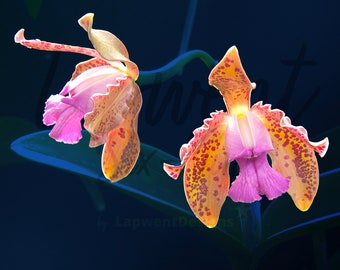 Cattleya Tigrina Orchid, Flower Photography, Digital File for Wall Decor