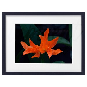 Guarianthe Aurantiaca, Digital File for Floral Wall Decor