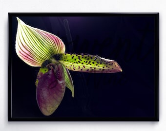 Paphiopedilum Callosum, Arquivo Digital para Decoração Floral de Parede