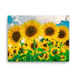 Sunflower Field Canvas in Raleigh, North Carolina