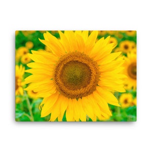 Sunflower Canvas Print, Raleigh, North Carolina