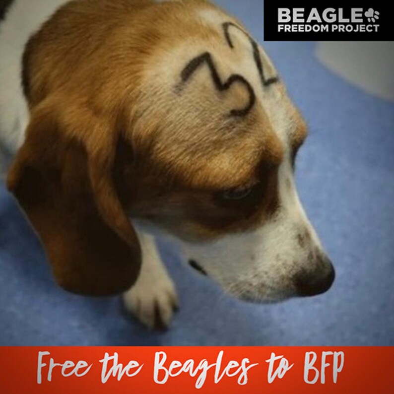 May include: A sad-looking beagle with the number "32" written on its forehead. The dog is sitting on a blue surface. The text "BEAGLE FREEDOM PROJECT" is in the upper right corner of the image. The text "Free the Beagles to BFP" is in red at the bottom of the image.