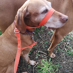 Könnte beinhalten: Ein brauner Hund mit einem orangefarbenen Kopfhalfter und einer Leine. Der Hund steht in einem grasbewachsenen Bereich. Das Kopfhalfter ist mit einer silbernen Metallschnalle und einem gemusterten Halsband befestigt.