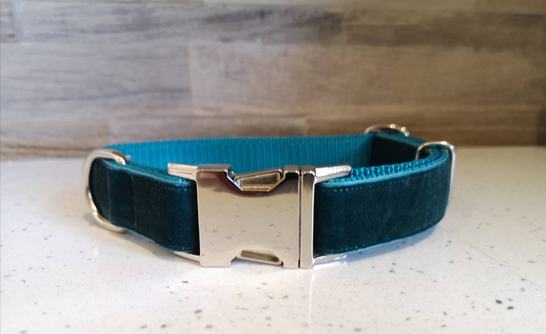 May include: A teal dog collar with a silver metal buckle. The collar is made of a teal velvet material with a teal nylon backing. The buckle is a shiny silver color.