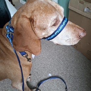 Figure 8 Anti Pull Dog Halter Stops Dogs Pulling, One Size Fits All, Choice of Pattern. 19mm Pink, Blue or green Webbing. Washable. Handmade