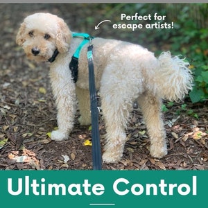 Può includere: Un cane color crema indossa un'imbracatura e un guinzaglio turchese e neri. Il cane è in piedi su un letto di foglie e ramoscelli. Il testo "Ultimate Control" è in basso nell'immagine.