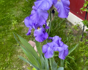 Purple Bearded Iris Rhizomes - 3 Rhizomes- Hardy Perennial Plant