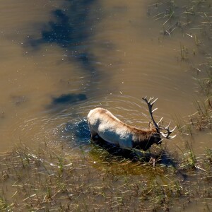 May include: A large, light brown elk with antlers stands in shallow water, partially submerged. The elk is facing the left side of the image and is drinking from the water. The water is a light brown color and there is a dark blue shadow in the water behind the elk.