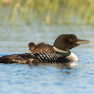 Lastly, the Loon