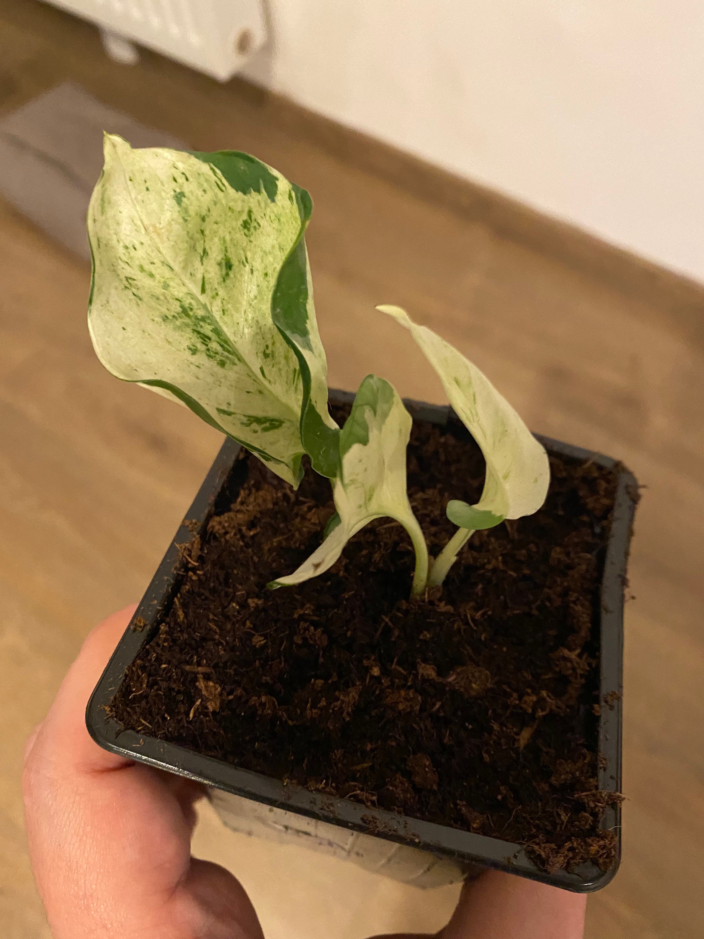 Pothos Manjula