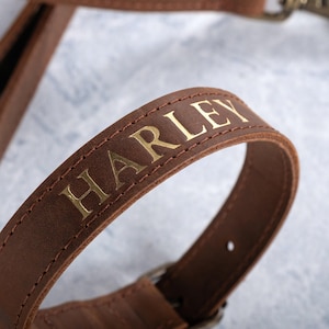 May include: Brown leather dog collar with gold embossed lettering that reads "HARLEY".