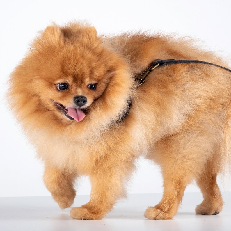 Pet Collar with Name Tag, Leather Dog Collar, Leather Cat Collar