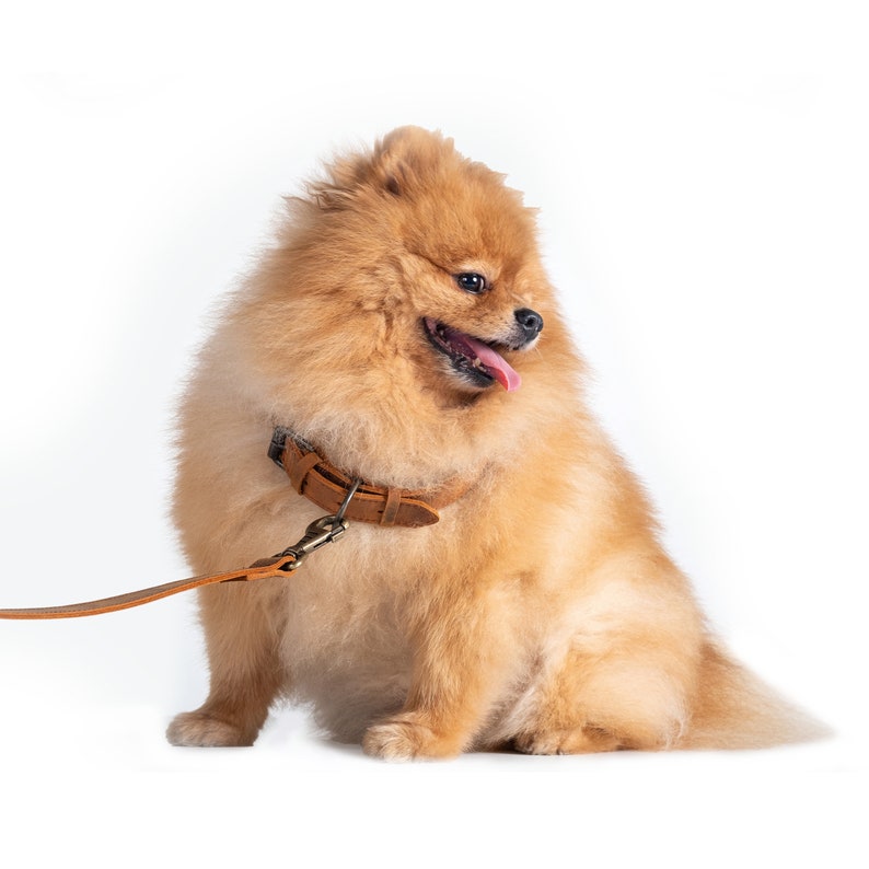 Pet Collar with Name Tag, Leather Dog Collar, Leather Cat Collar