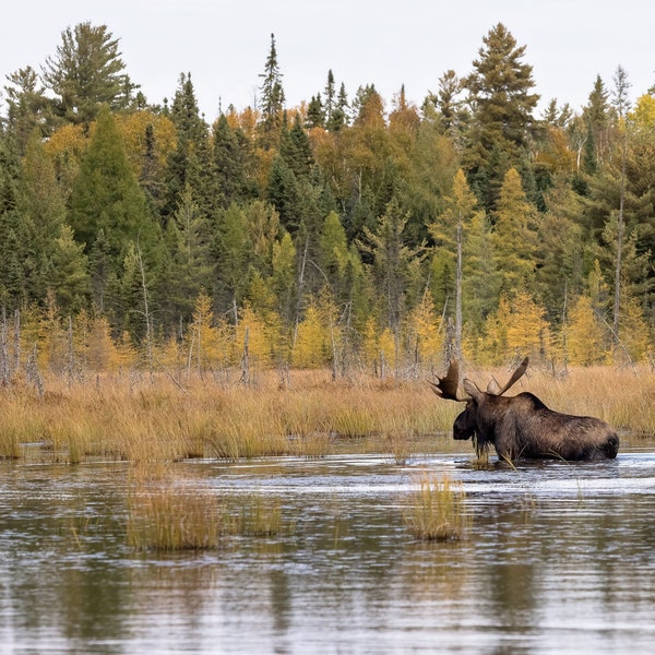 Moose, Bull Moose, Antlers,  Photographed In Algonquin Northern Ontario, Mizzy Trail.  Digital Download,  Print, Printing, Poster, Nature.