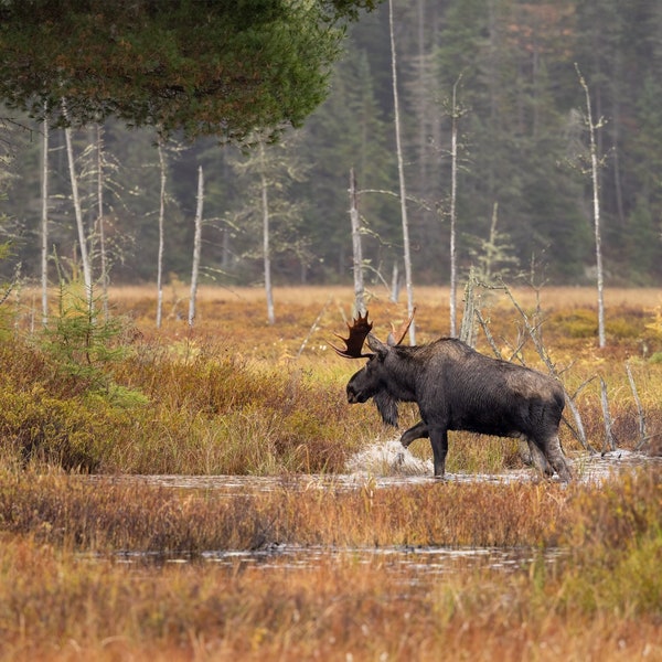 Moose, Bull Moose, Antlers,  Photographed In Algonquin Northern Ontario, Mizzy Trail.  Digital Download,  Print, Printing, Poster, Nature.