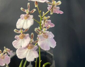 Tolumnia Jairak Firm ‘ Sweet Pink'