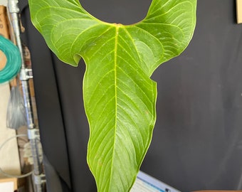 Rare Anthurium sp from Peru