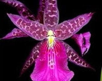 Miltassia Dark Star ‘The OrchidWorks’(Mtsa. Olmec x Milt. Anne Warne)