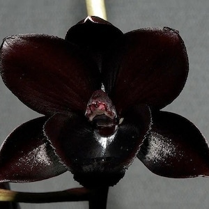 Catasetum/ Fred. After Dark black Pearl Black Orchid. Rare -  Denmark