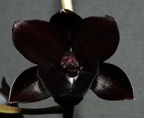 Catasetum/ Fred. After Dark black Pearl Black Orchid. Rare -  Denmark
