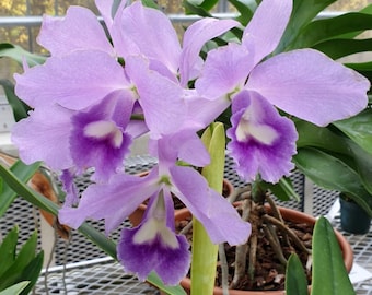 Rhyncattleanthe Volcano Blue 'Volcano Queen' / Rth. Lois McNeil 'Volcano Queen' x Ctt. Blue Boy 'Aiko' AM/JOGA