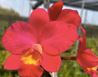 Cattlianthe Chief Berry (Cattlianthe Sunrise Doll × Cattleya Love Castle)