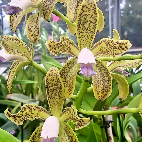 Cattleya guttata var. coerulea (Keiko’ x ‘Sergio’)