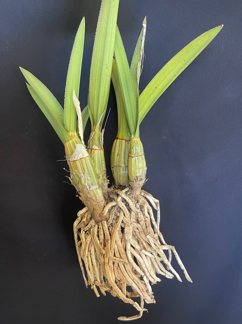 Eulophia petersii RARE / Desert Orchid image 4